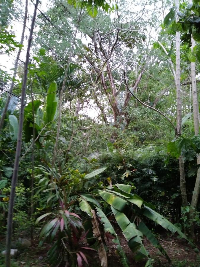 Hospedaje El Bosquecito Uvita Eksteriør bilde